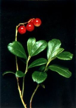 Lingonberry  Extract